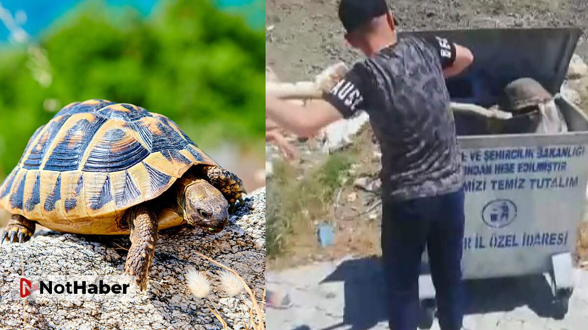 Ölüme terk edilen kaplumbağaları miniklerin dikkati kurtardı