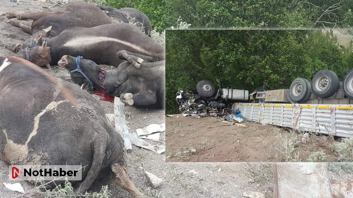 Kurbanlık yüklü TIR devrildi: 1 ölü