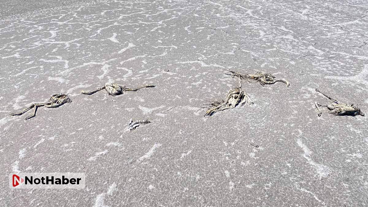Tuz Gölü’ndeki yavru flamingolar neden öldü? İşte cevabı…