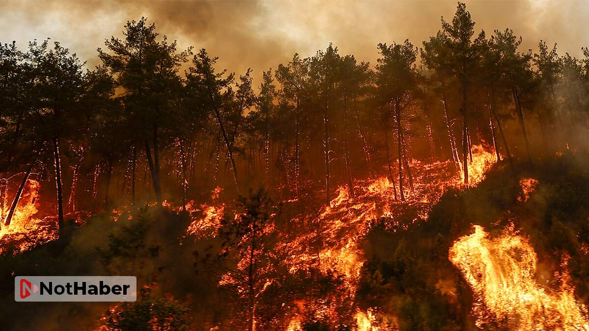 Devlet Bahçeli: Ormanlarımızı yakanların adaletin ateşiyle yanmasını diliyorum!