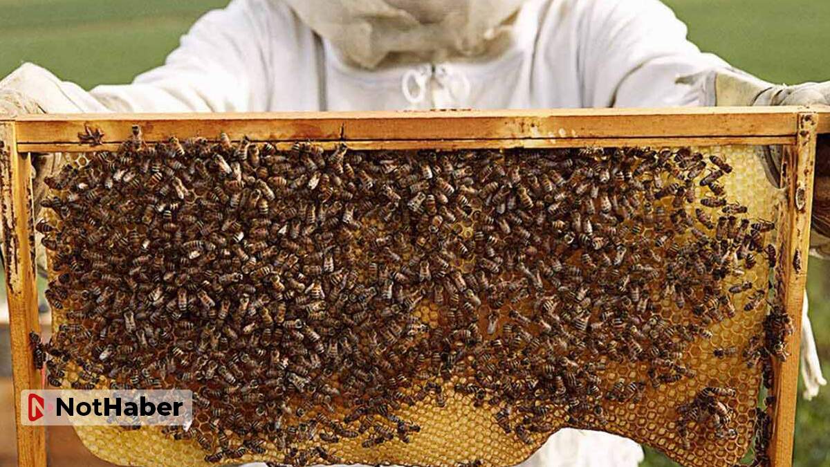 İtalya’nın Sardinya adasındaki yangınlarda 650 arı kovanı yok oldu