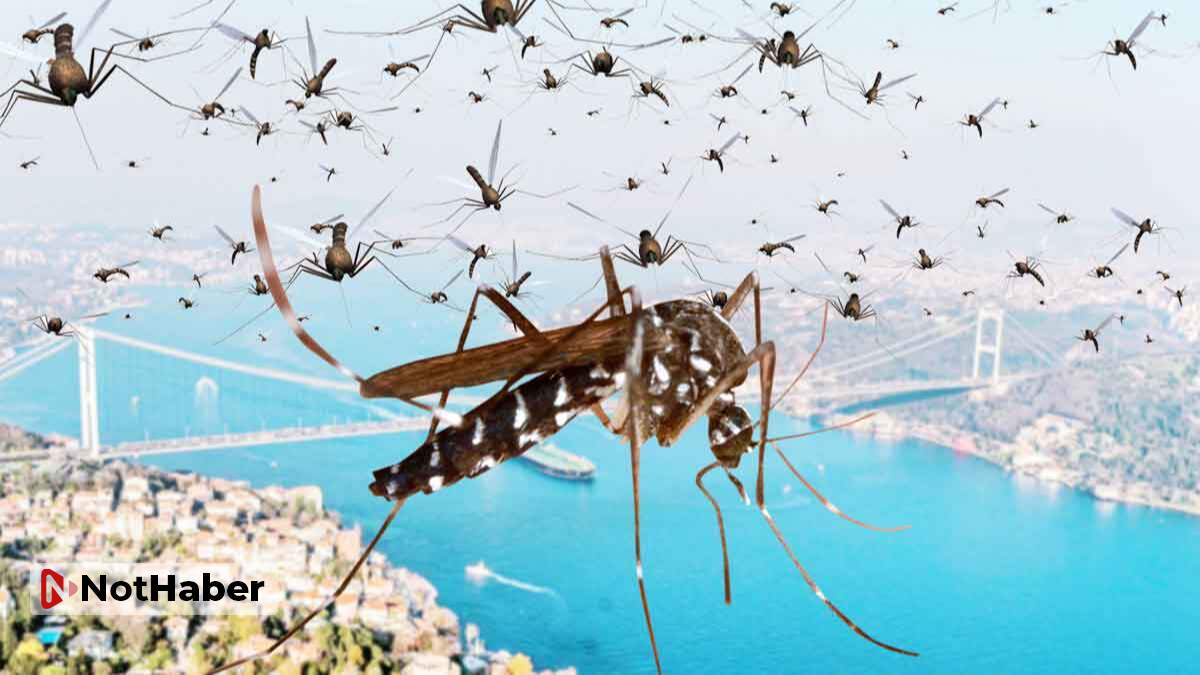 Türkiye'nin yeni tehlikesi: Asya Kaplan Sivrisineği