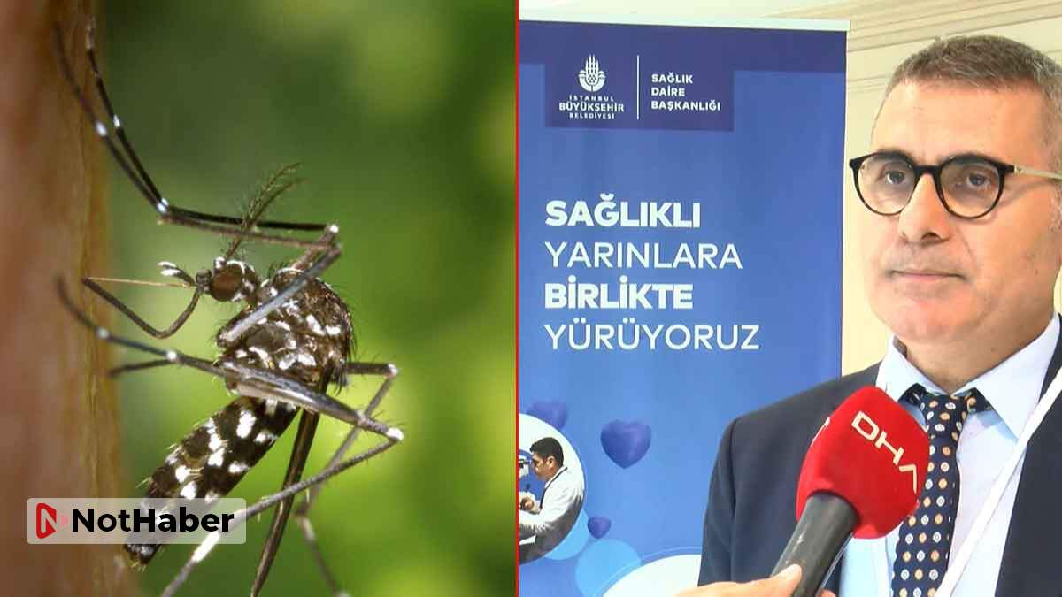 İstanbul’da sivrisinek zirvesi!