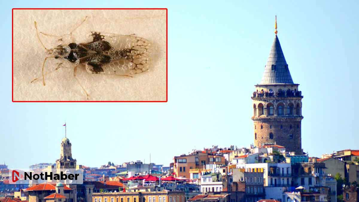 İstanbul’da “dantel böceği” istilası