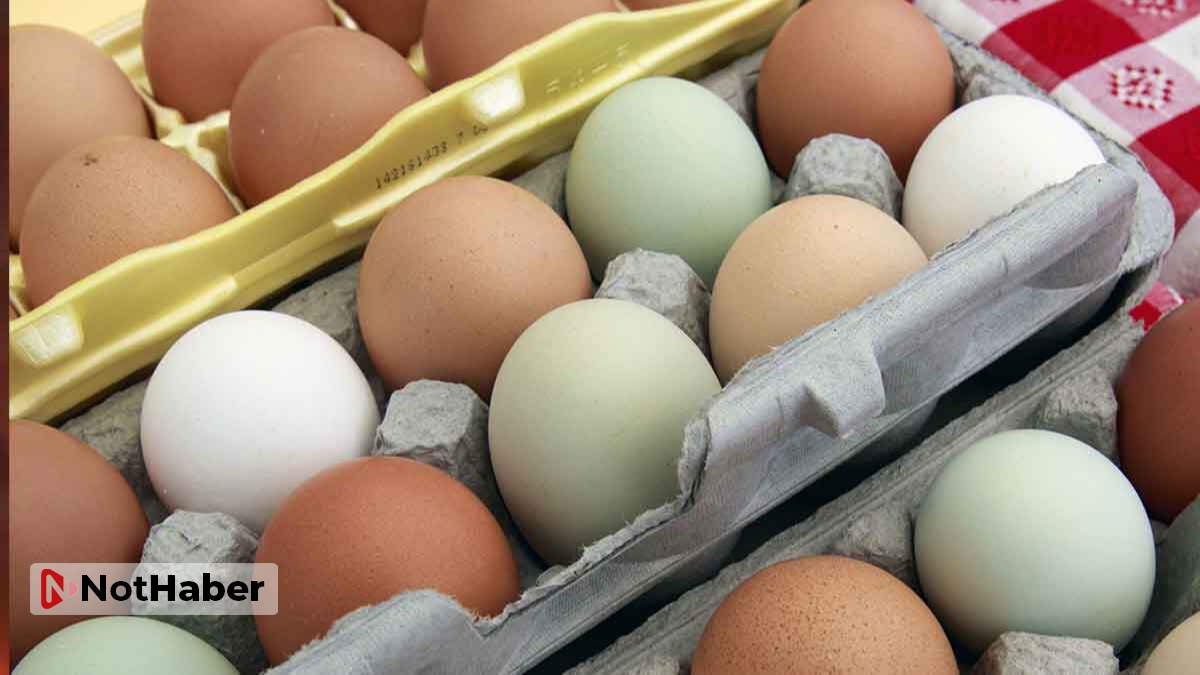Yumurta fiyatları neden artıyor? Vatandaş çileden çıktı