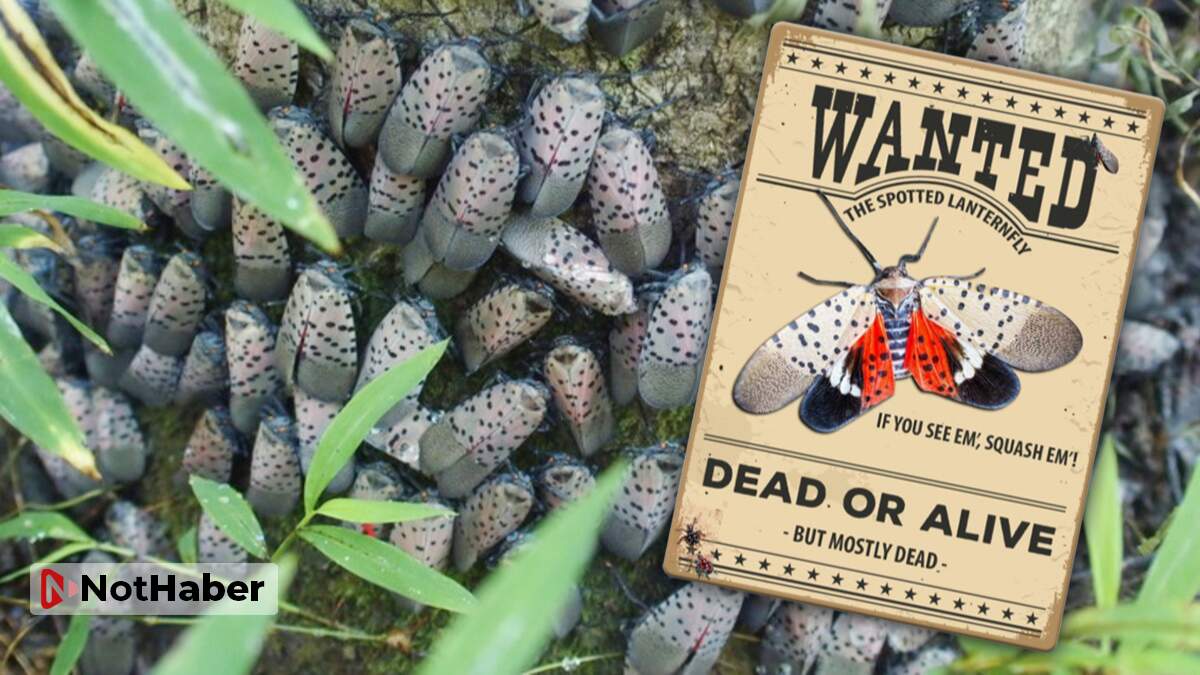 ABD'de fener sineği uyarısı: Gördüğünüz yerde öldürün