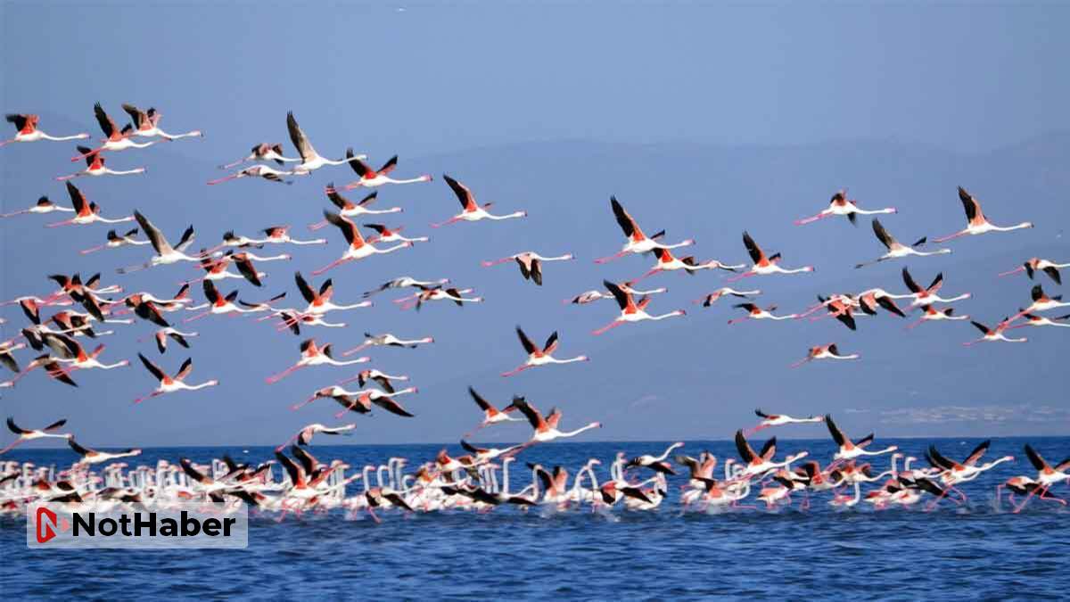 Van Gölü’nde kuraklık krizi! Kuşlar göç etti!