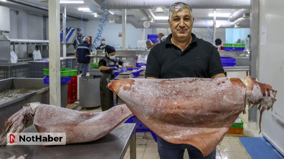 Egeli balıkçıların ağına 16 kilogramlık 2 dev kalamar takıldı
