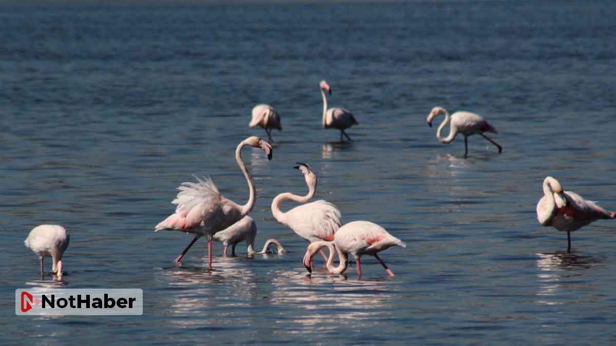 Flamingo sürüsü, İzmit Körfezi’ne renk getirdi!