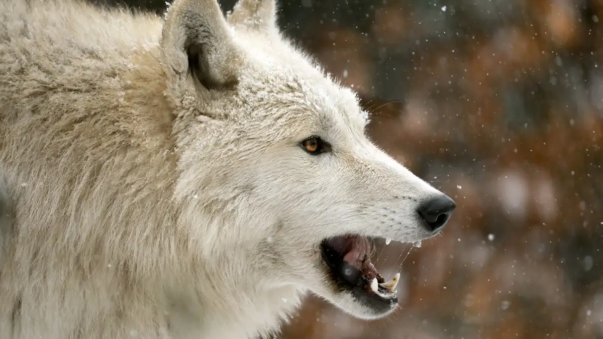 Rüyada kurt saldırısına uğramak