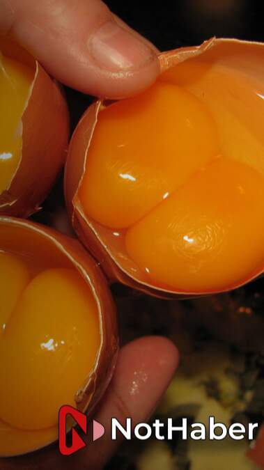 Rüyada Çift Sarılı Yumurta Görmek Ne Anlama Gelir? Rüyada İki Sarılı Yumurta Görmek Ne Demek?