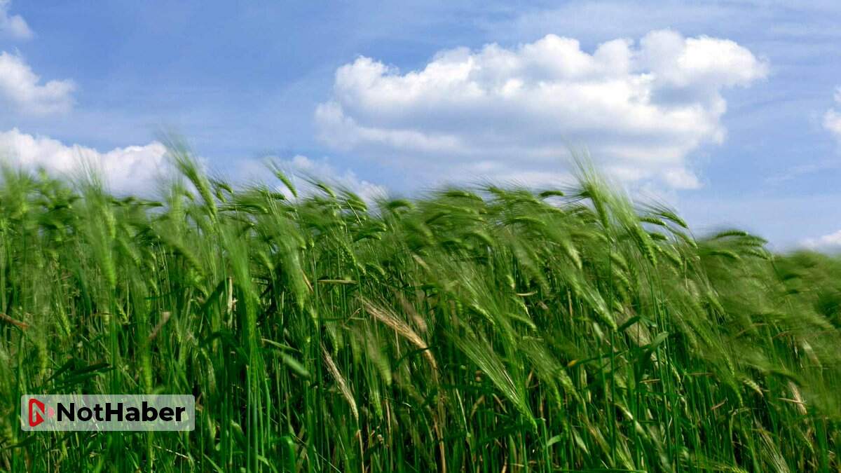 Rüyada Yeşil Buğday Tarlası Görmek