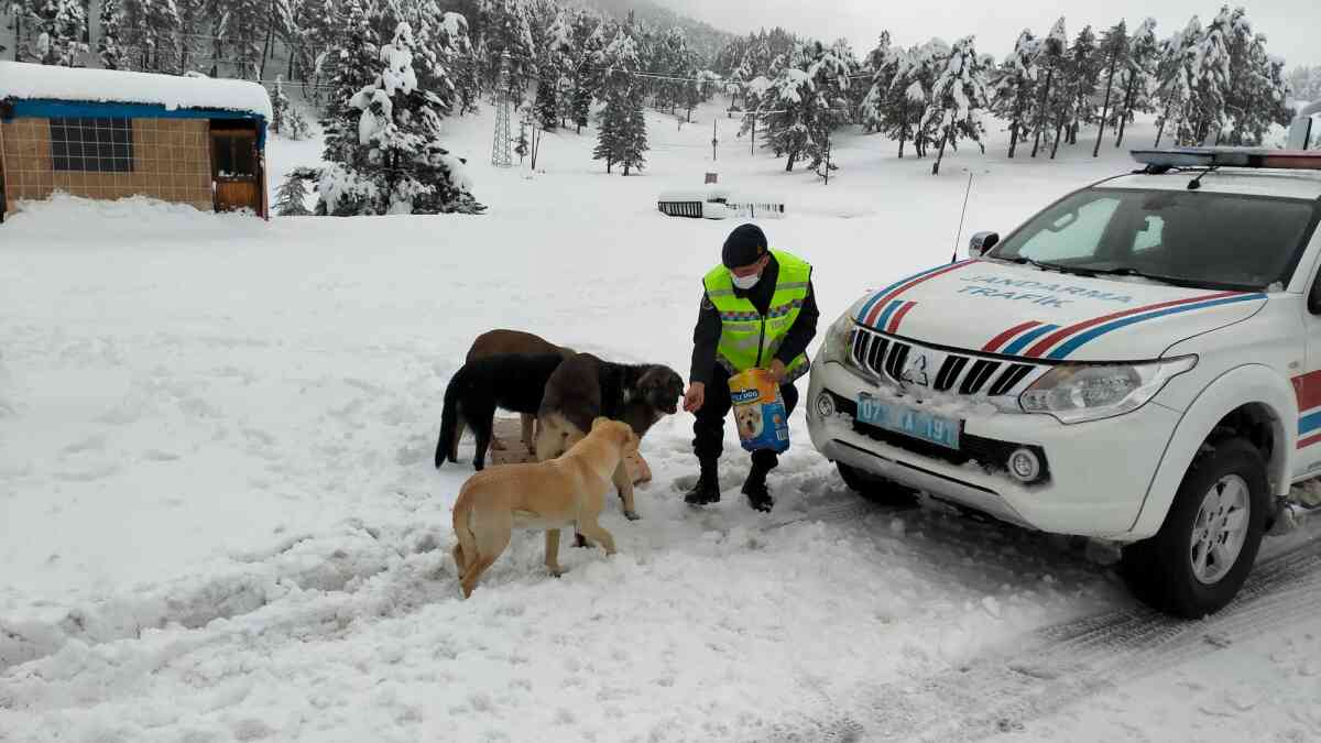 Antalya'da karın etkili olduğu yolda jandarma, sokak hayvanlarına yiyecek dağıttı